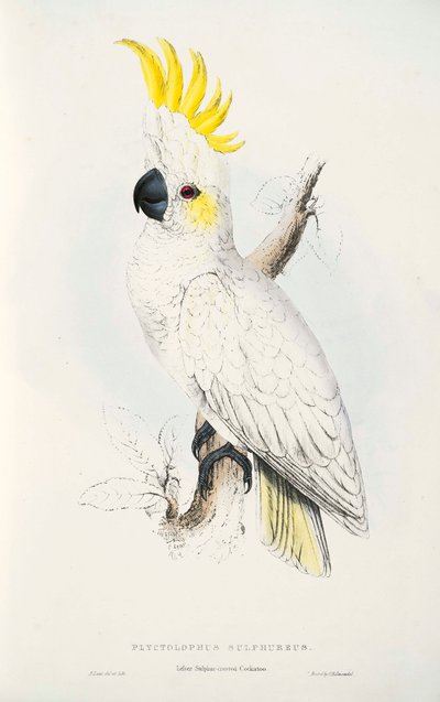 Yellow-crested Cockatoo by Edward Lear